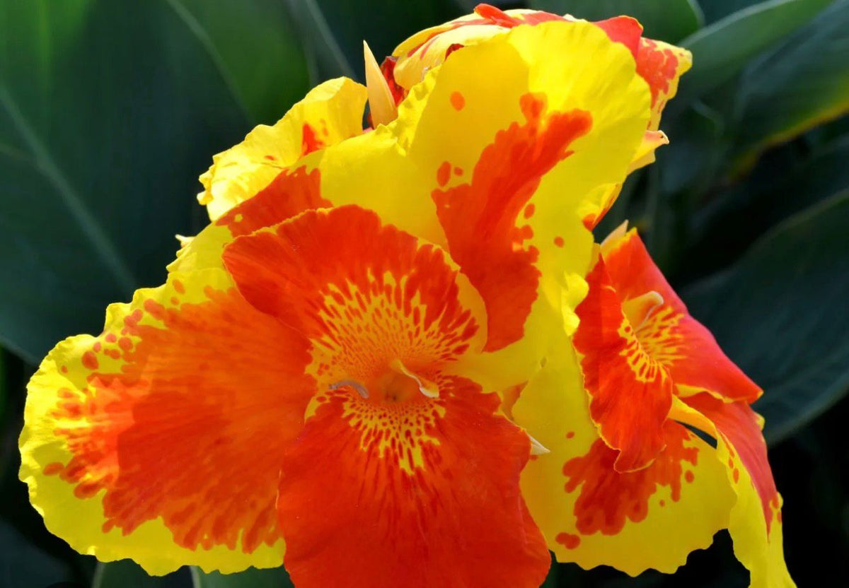 Bees Plant Hub Canna Yellow King Humbert Flowering Live Plant