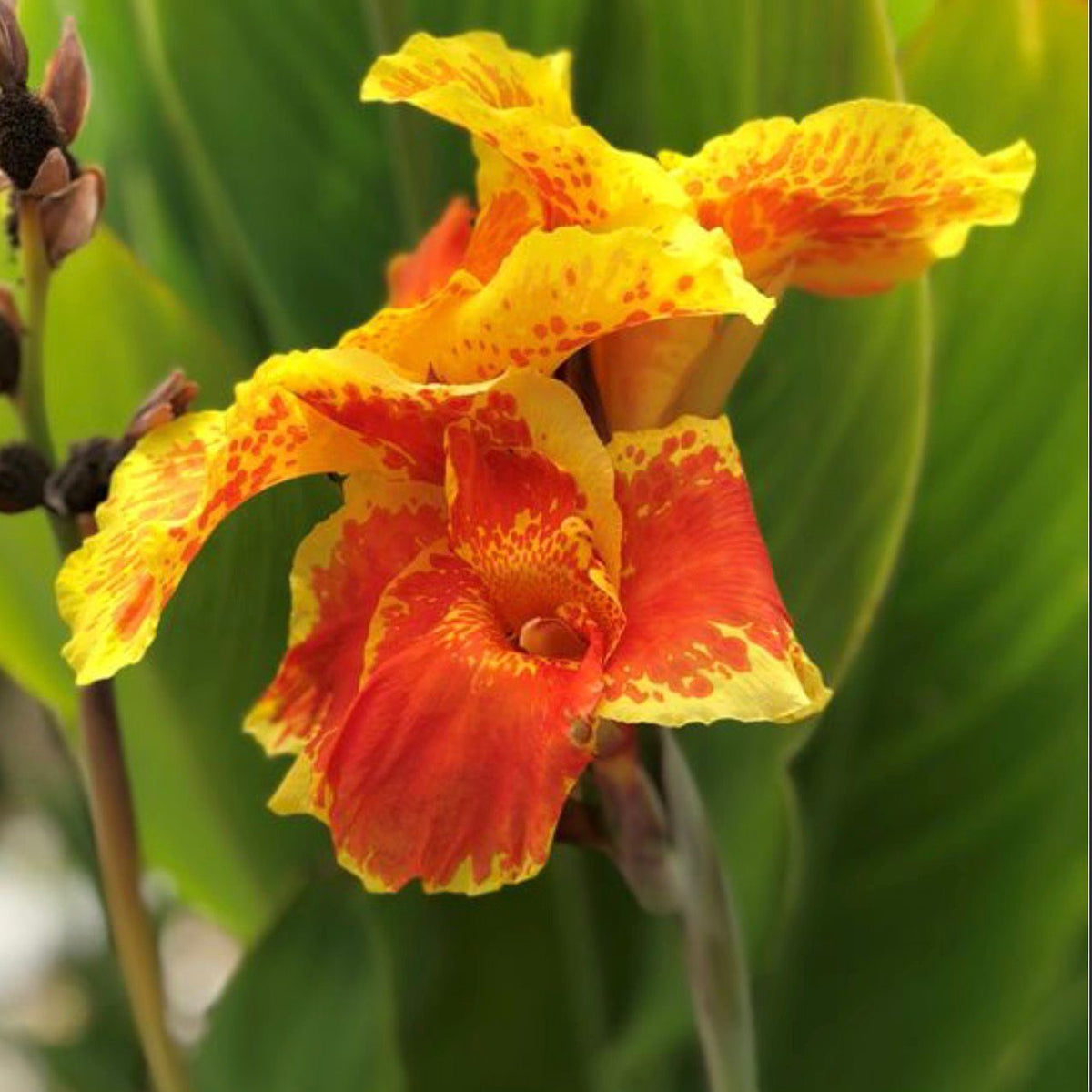 Bees Plant Hub Canna Yellow King Humbert Flowering Live Plant
