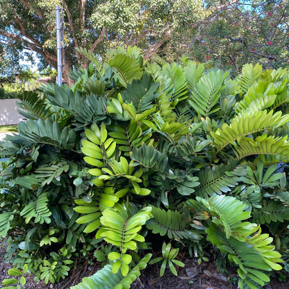 Bees Plant Hub Cardboard Palm (Zamia furfuracea) Ornamental Live Plant