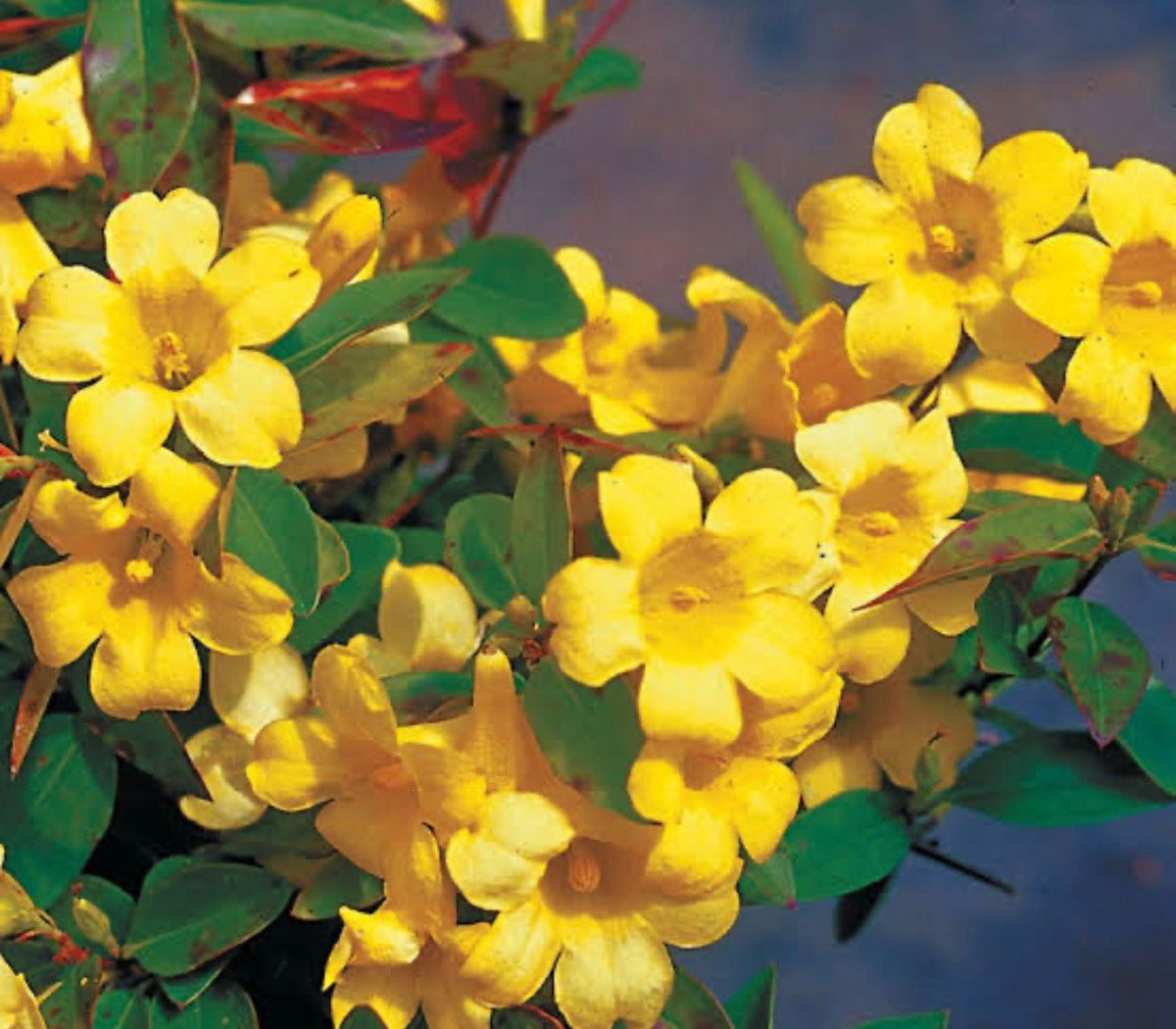 Bees Plant Hub Carolina Jasmine / Gelsemium sempervirens Jasmine Fragrant Rare Flowering Creeper Live Plant