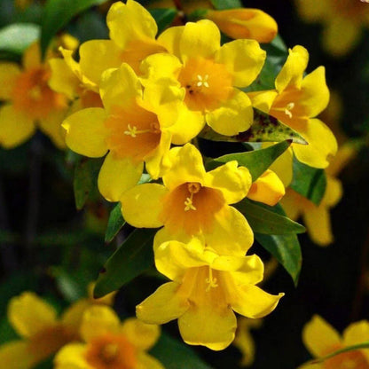 Bees Plant Hub Carolina Jasmine / Gelsemium sempervirens Jasmine Fragrant Rare Flowering Creeper Live Plant