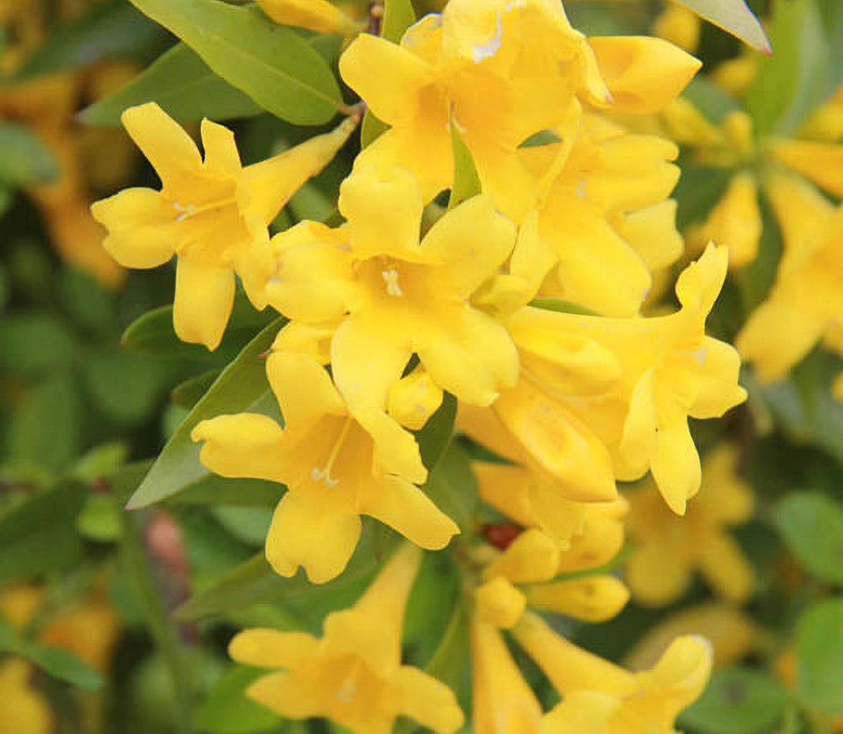Bees Plant Hub Carolina Jasmine / Gelsemium sempervirens Jasmine Fragrant Rare Flowering Creeper Live Plant