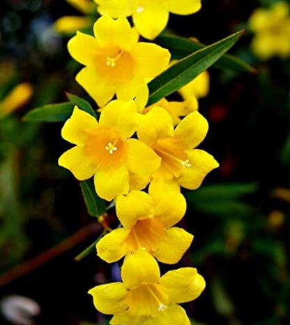 Bees Plant Hub Carolina Jasmine / Gelsemium sempervirens Jasmine Fragrant Rare Flowering Creeper Live Plant