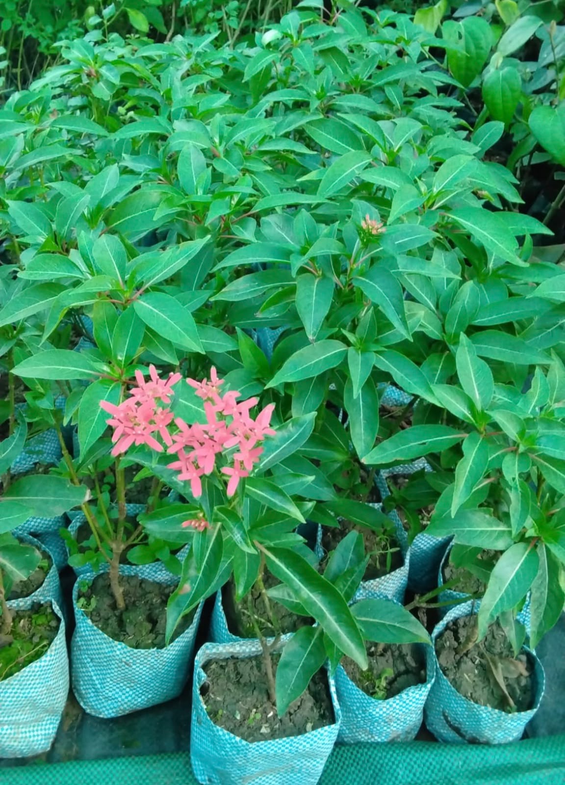 Bees Plant Hub Carphalea Kirondron /Flaming beauty Live flowering Plant