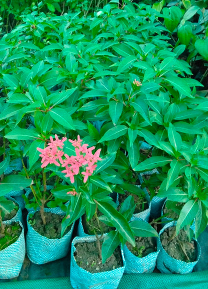 Bees Plant Hub Carphalea Kirondron /Flaming beauty Live flowering Plant