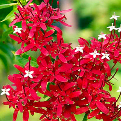 Bees Plant Hub Carphalea Kirondron /Flaming beauty Live flowering Plant
