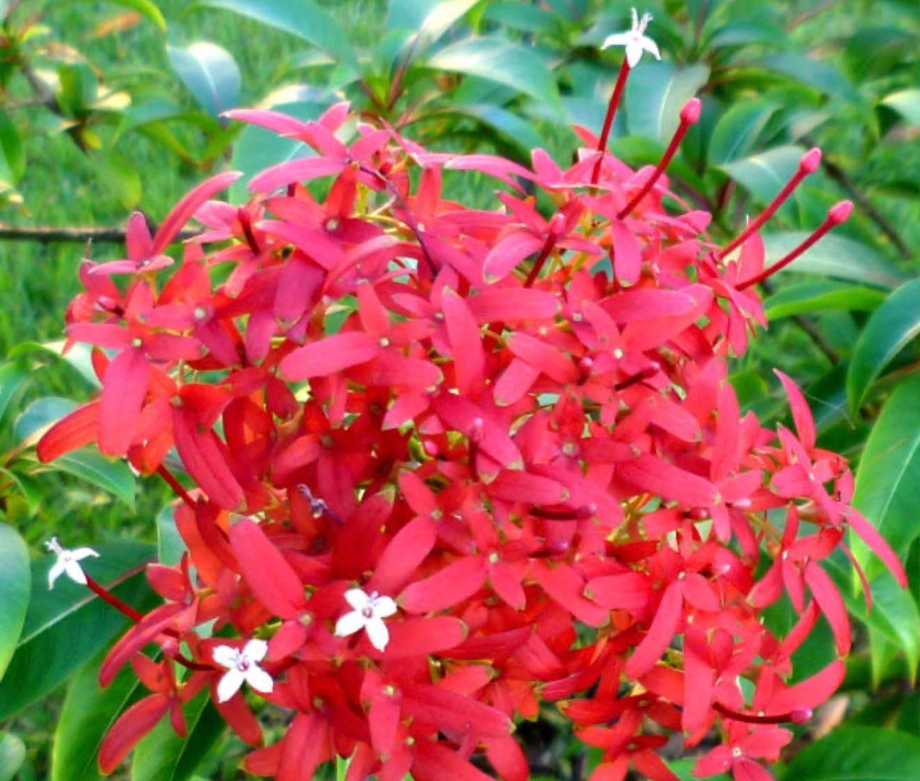 Bees Plant Hub Carphalea Kirondron /Flaming beauty Live flowering Plant