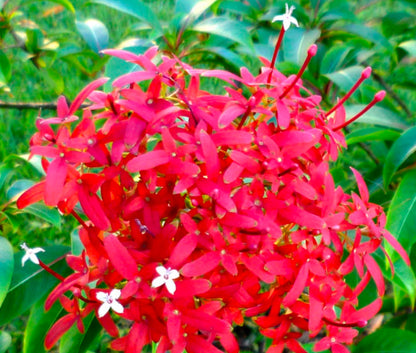 Bees Plant Hub Carphalea Kirondron /Flaming beauty Live flowering Plant