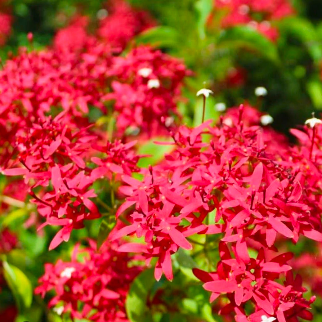Bees Plant Hub Carphalea Kirondron /Flaming beauty Live flowering Plant