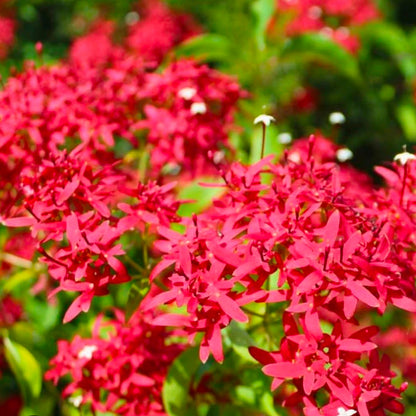 Bees Plant Hub Carphalea Kirondron /Flaming beauty Live flowering Plant