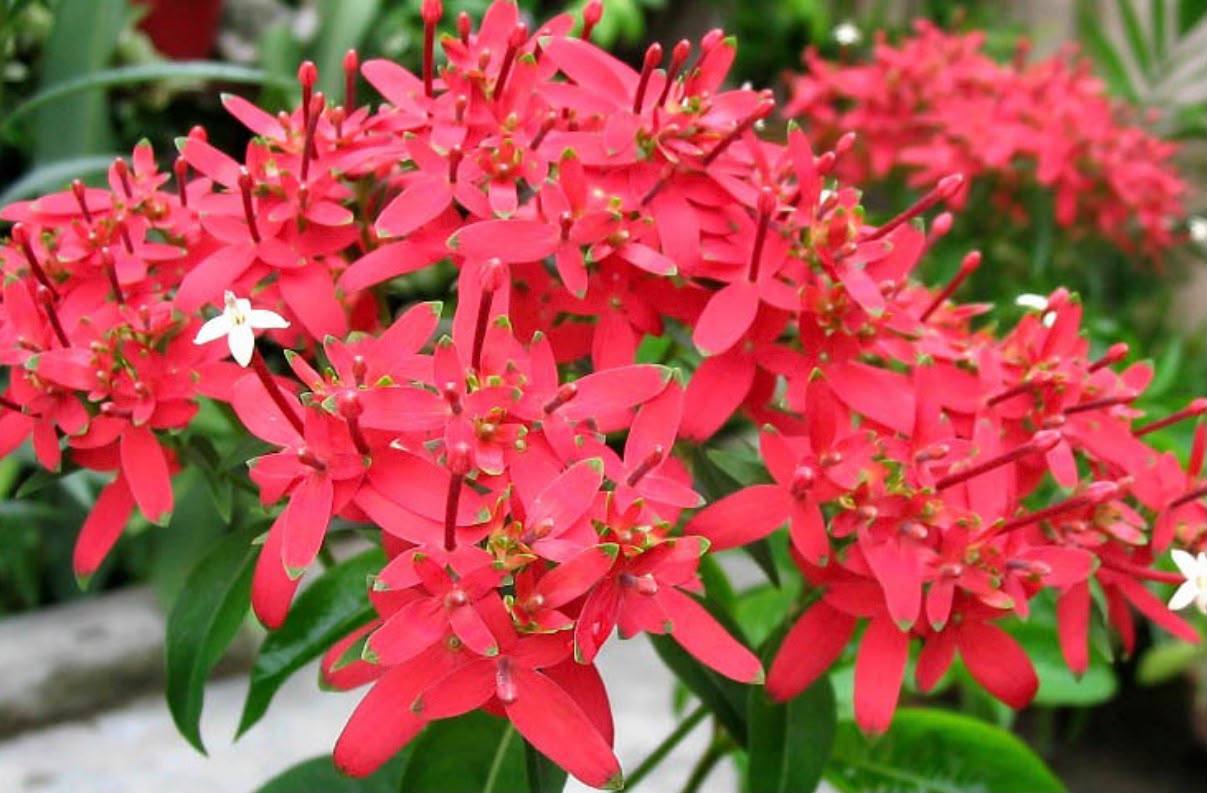 Bees Plant Hub Carphalea Kirondron /Flaming beauty Live flowering Plant