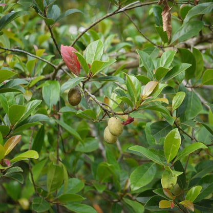 Bees Plant Hub Sweet Ceylon Olive (Elaeocarpus Serratus) Live Plant