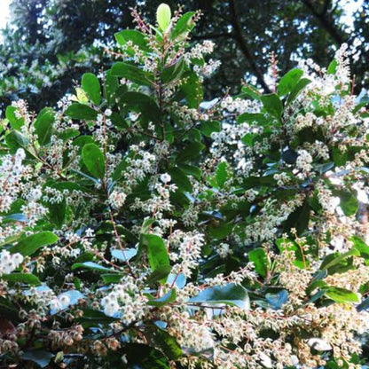 Bees Plant Hub Sweet Ceylon Olive (Elaeocarpus Serratus) Live Plant