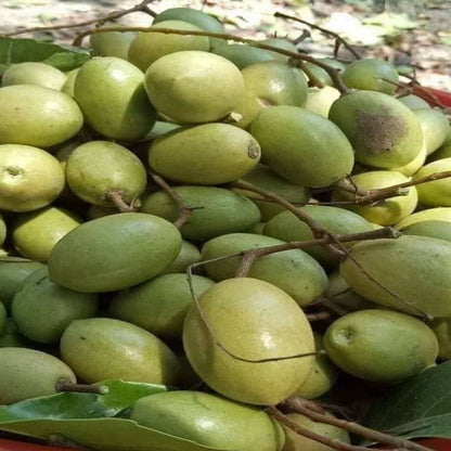 Bees Plant Hub Sweet Ceylon Olive (Elaeocarpus Serratus) Live Plant