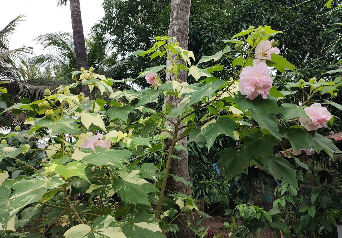 Bees Plant Hub  Colour Changing Rose Varigated  /Hibiscus mutabilis varigata Flowering Live Plant