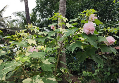 Bees Plant Hub  Colour Changing Rose Varigated  /Hibiscus mutabilis varigata Flowering Live Plant