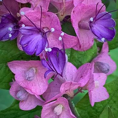 Purple Chinese Hat /Holmskioldia tettensis / Karomia speciosa / Karomia tettensis Live flowering Plant