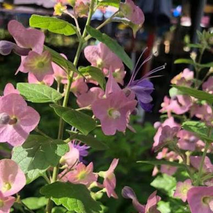 Purple Chinese Hat /Holmskioldia tettensis / Karomia speciosa / Karomia tettensis Live flowering Plant