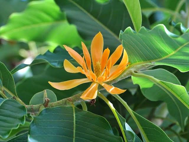 Bees Plant Hub Yellow Champak (Magnolia champaca) Flowering Live Plant