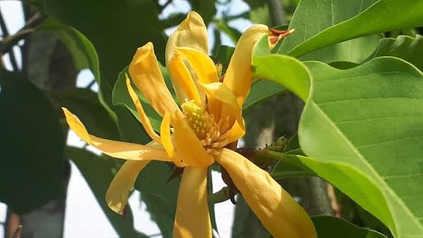 Bees Plant Hub Yellow Champak (Magnolia champaca) Flowering Live Plant