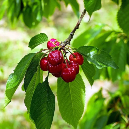 Bees Plant Hub Australian Cherry Rare Live Plant (Syzygium paniculatum)