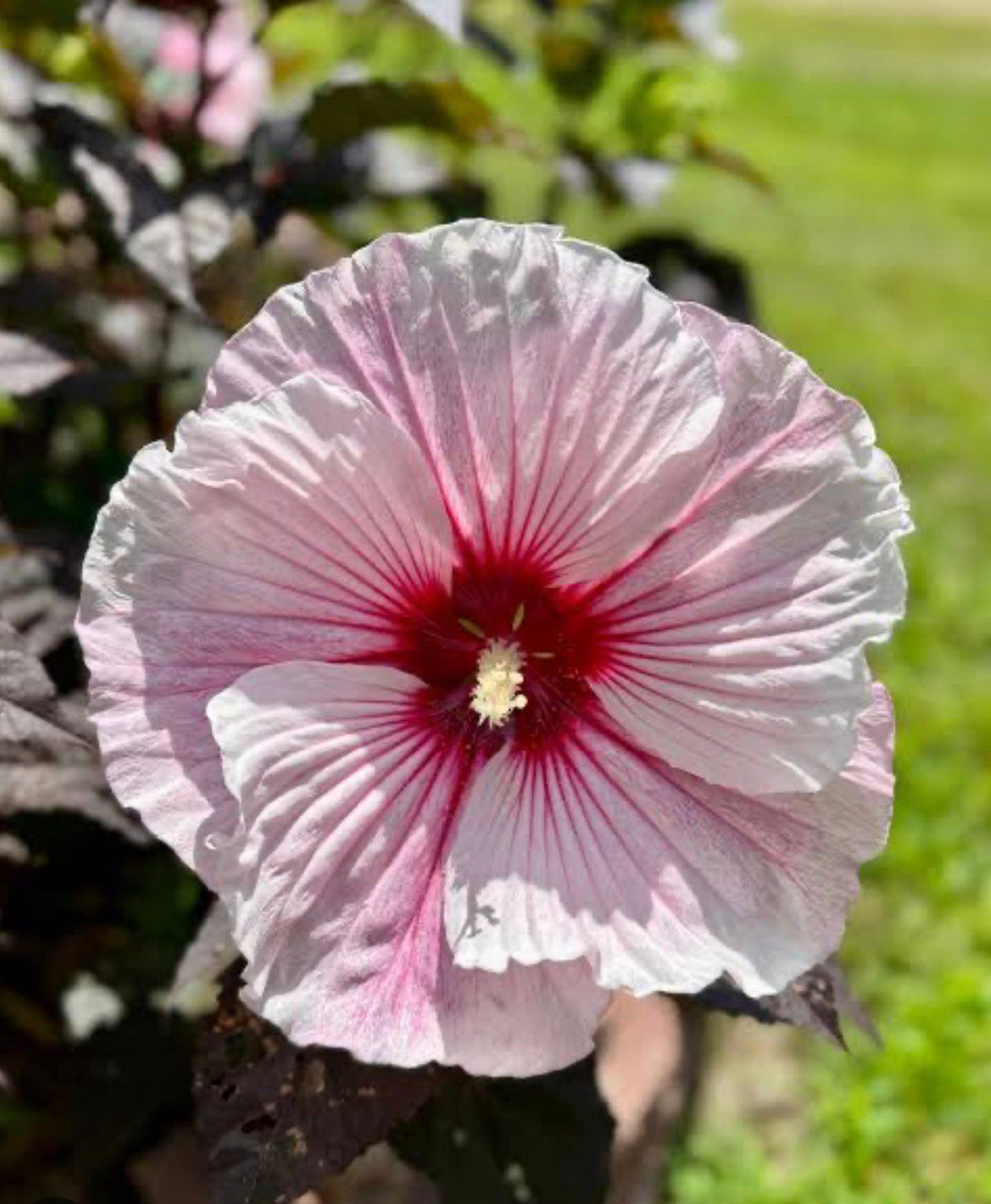 Bees Plant Hub Hibiscus Cherry Choco Latte / Hibiscus Moscheutos  Flowering Live Plant