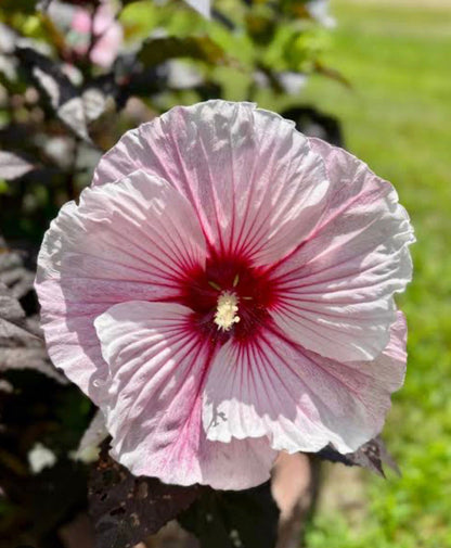 Bees Plant Hub Hibiscus Cherry Choco Latte / Hibiscus Moscheutos  Flowering Live Plant