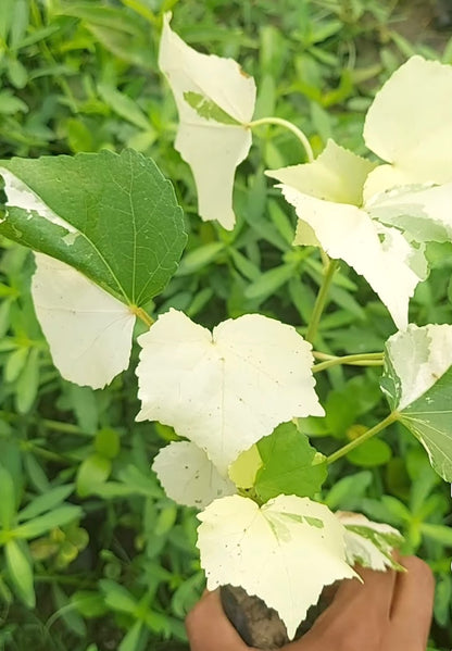 Bees Plant Hub  Colour Changing Rose Varigated  /Hibiscus mutabilis varigata Flowering Live Plant