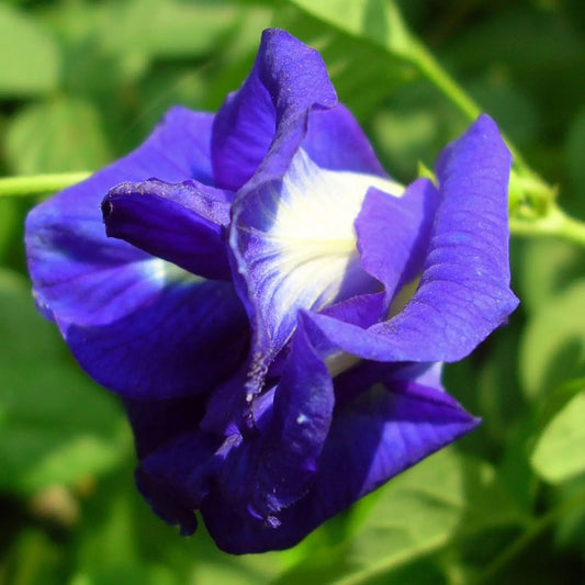 Bees Plant Hub Clitoria Ternatea - Blue Multipetal (Sangu Pushpam, Butterfly Pea) Medicinal Live Plant