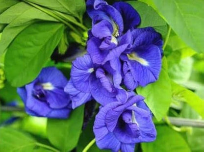 Bees Plant Hub Clitoria Ternatea - Blue Multipetal (Sangu Pushpam, Butterfly Pea) Medicinal Live Plant