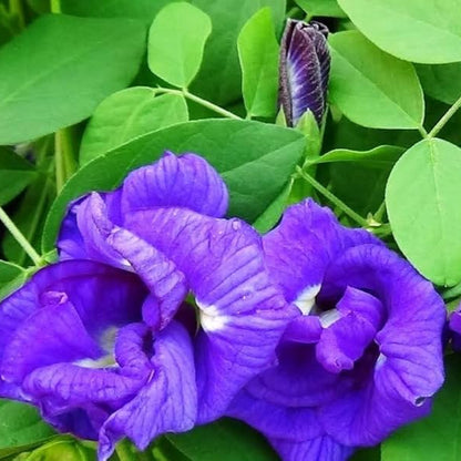 Bees Plant Hub Clitoria Ternatea - Blue Multipetal (Sangu Pushpam, Butterfly Pea) Medicinal Live Plant