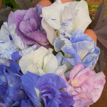 Bees Plant Hub Clitoria Flowering Plants Combo