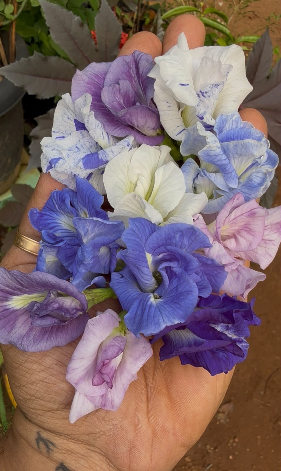 Bees Plant Hub Clitoria Flowering Plants Combo