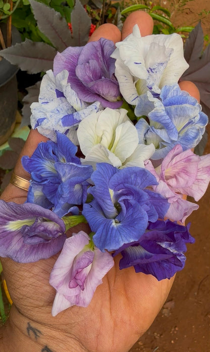 Bees Plant Hub Clitoria Flowering Plants Combo