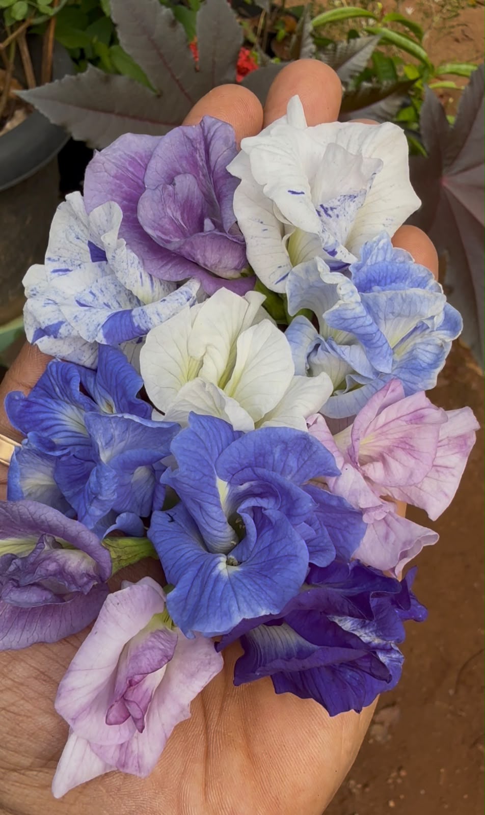 Bees Plant Hub Clitoria Flowering Plants Combo