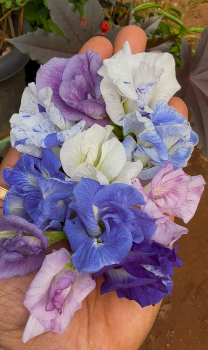 Bees Plant Hub Clitoria Flowering Plants Combo