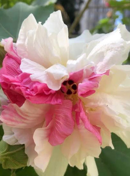 Bees Plant Hub  Colour Changing Rose Varigated  /Hibiscus mutabilis varigata Flowering Live Plant