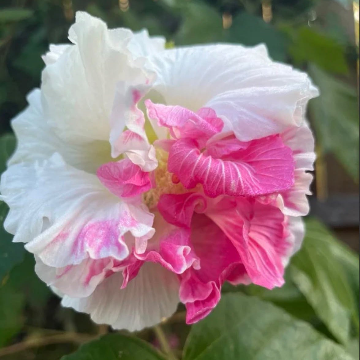 Bees Plant Hub  Colour Changing Rose Varigated  /Hibiscus mutabilis varigata Flowering Live Plant