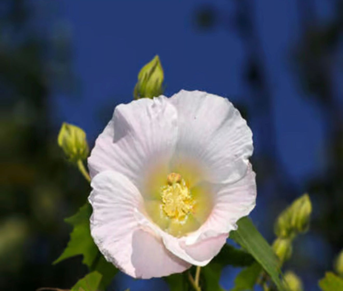 Bees Plant Hub  Changing Rose Singlepetal /Hibiscus mutabilis Flowering Live Plant
