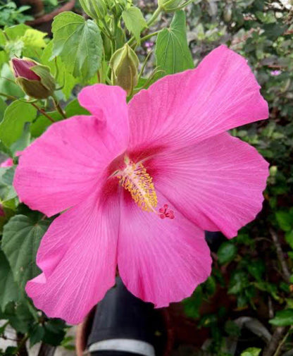 Bees Plant Hub  Changing Rose Singlepetal /Hibiscus mutabilis Flowering Live Plant