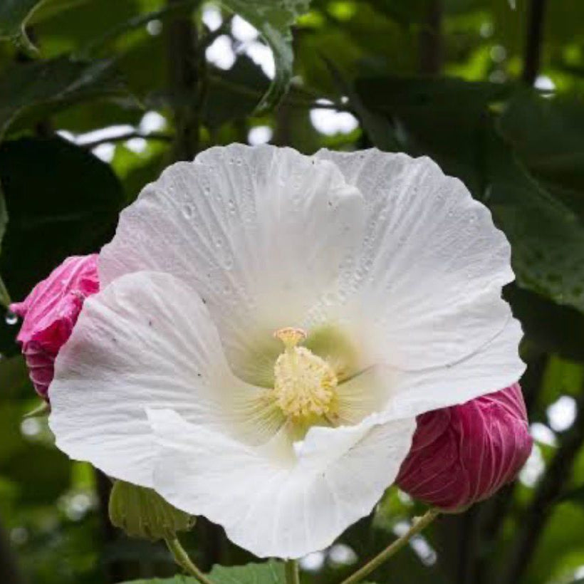 Bees Plant Hub  Changing Rose Singlepetal /Hibiscus mutabilis Flowering Live Plant