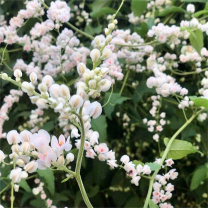 Bees Plant Hub White Coral Vine (Antigonon leptopus 'Alba') Rare All Time Flowering Live Plant