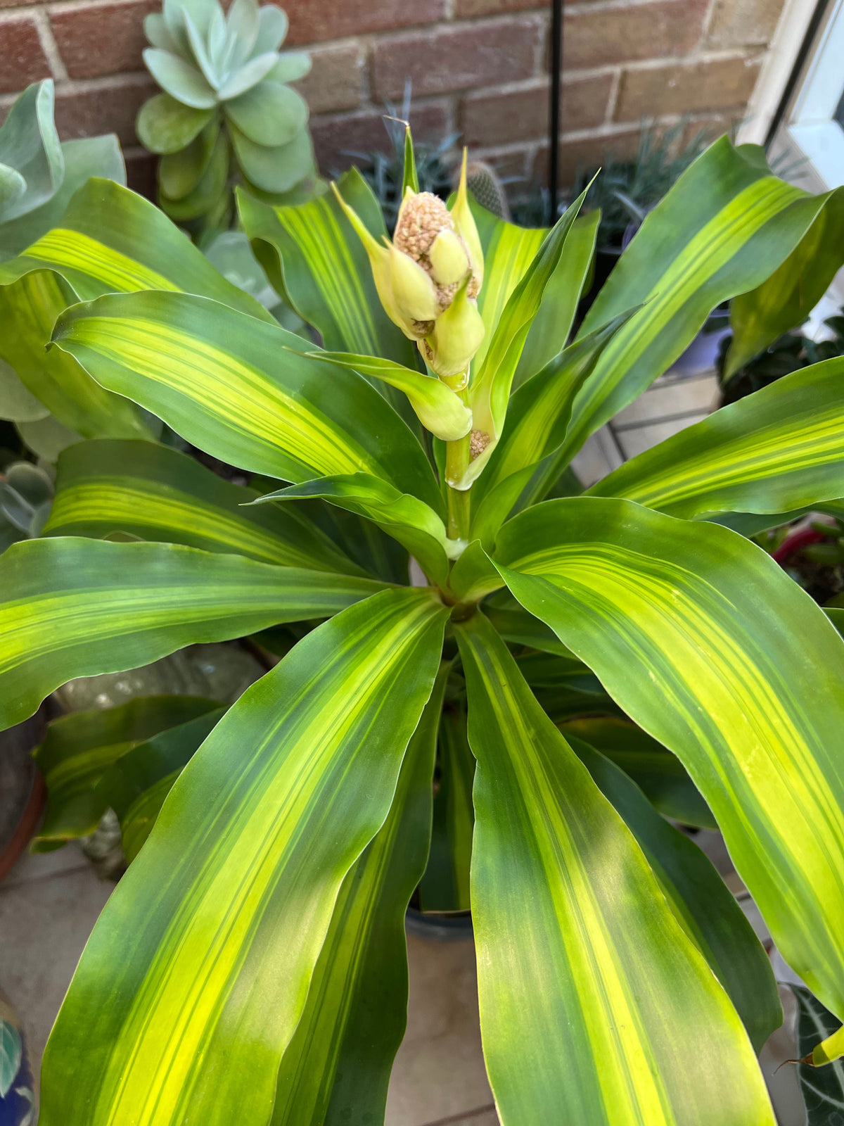 Bees Plant Hub Corn Plant (Dracaena fragrans 'Massangeana') Indoor / Outdoor Live Plant