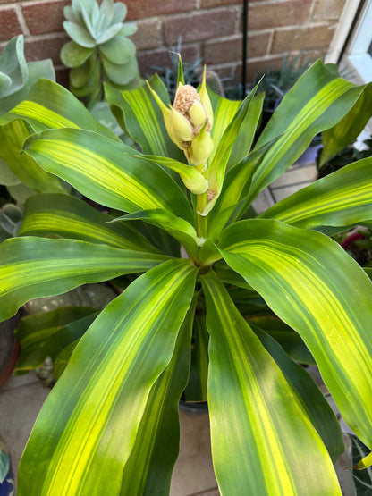 Bees Plant Hub Corn Plant (Dracaena fragrans 'Massangeana') Indoor / Outdoor Live Plant