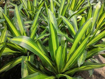 Bees Plant Hub Corn Plant (Dracaena fragrans 'Massangeana') Indoor / Outdoor Live Plant