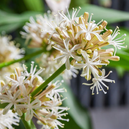 Bees Plant Hub Corn Plant (Dracaena fragrans 'Massangeana') Indoor / Outdoor Live Plant