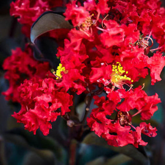 Bees Plant Hub Crepe Myrtle Dwarf Red (Lagerstroemia) Rare Flowering Live Plant