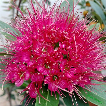 Bees Plant Hub Crimson Penda / First Love Dark Pink (Rosida) Flowering Live Plant