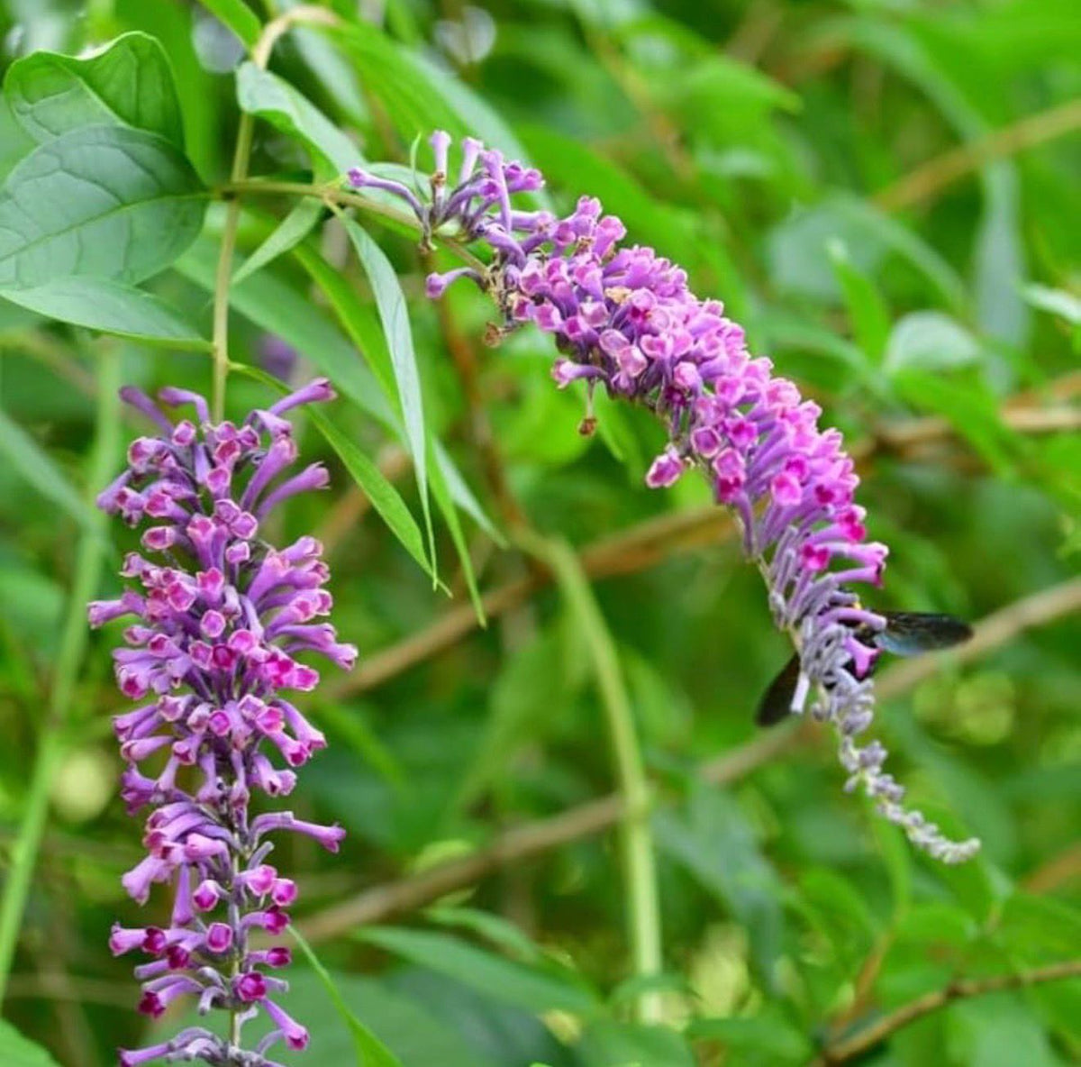 Bees Plant Hub Buddleja Davidii / Summer Lilac Flowering Live Plant