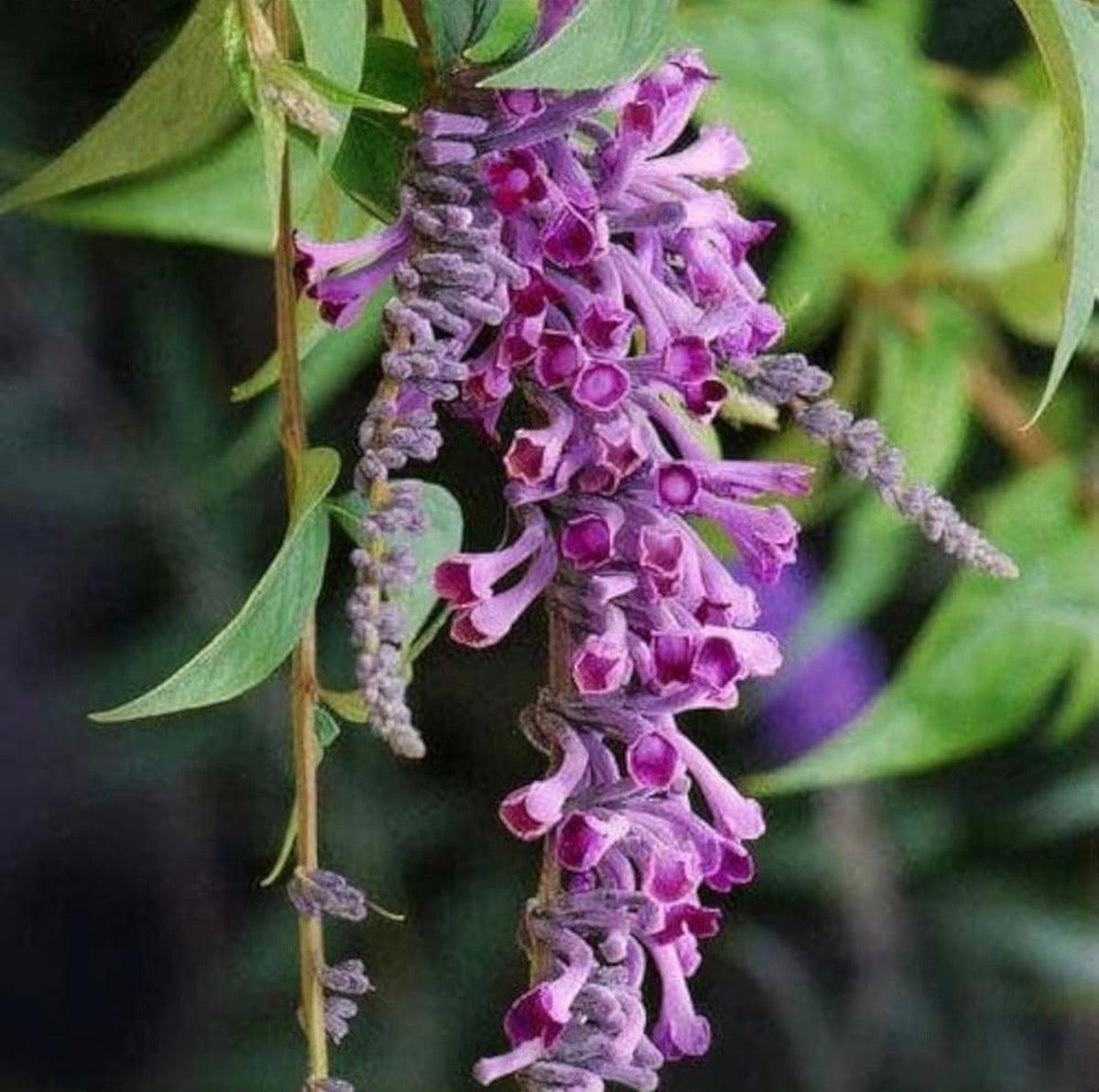 Bees Plant Hub Buddleja Davidii / Summer Lilac Flowering Live Plant